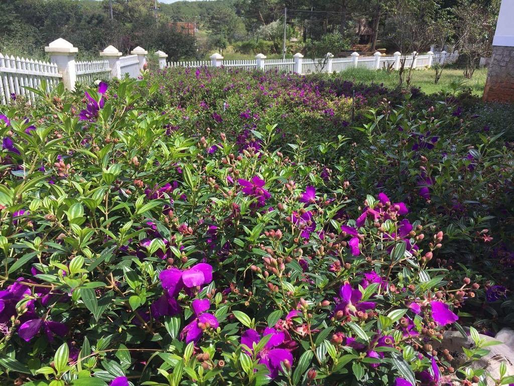 Romeo & Juliet Guesthouse Dalat Dış mekan fotoğraf